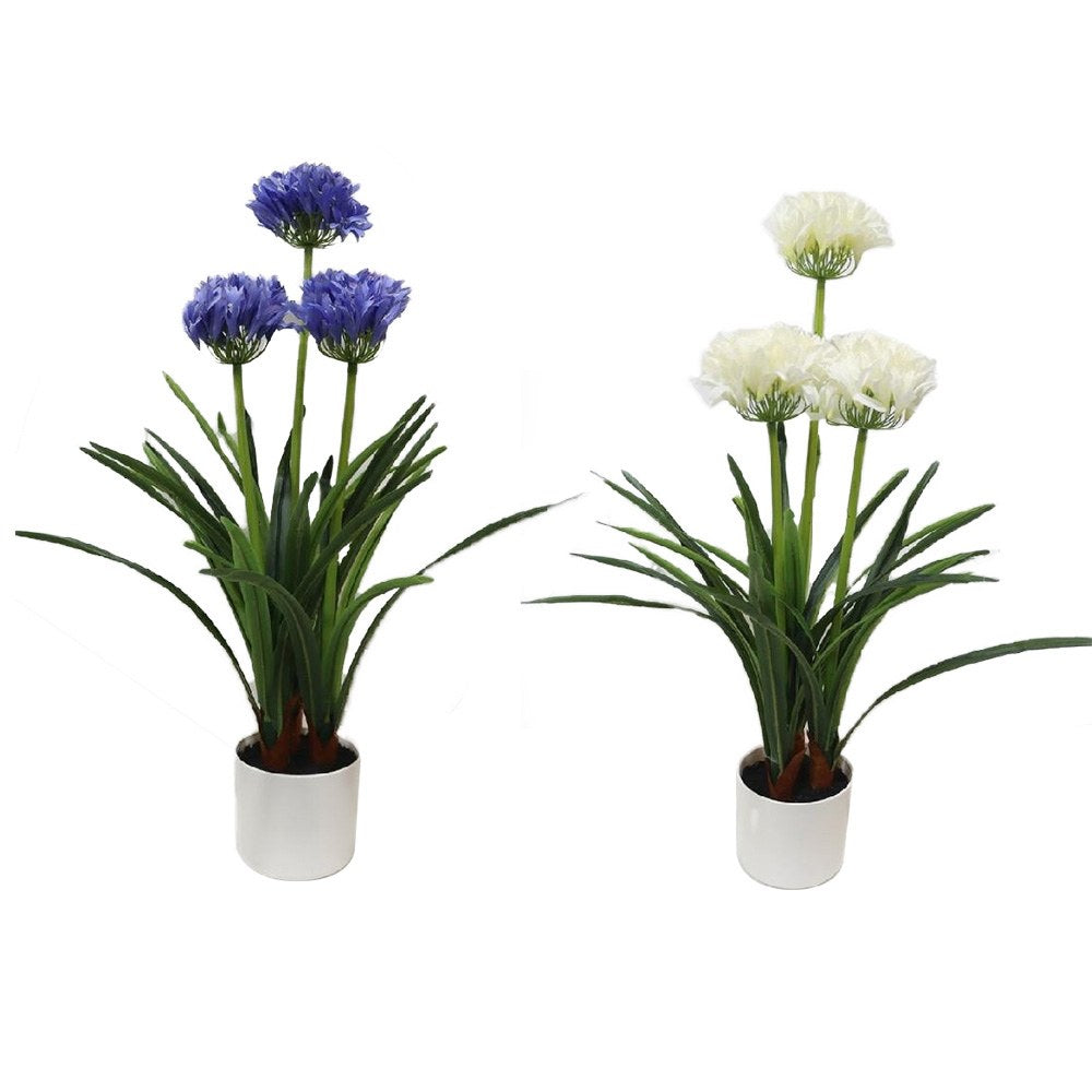 Maceta de agapanto, colores surtidos, 50 x 80 cm