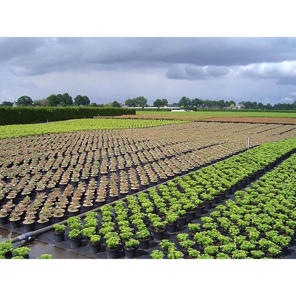 Malla antihierba 100 g/m² negra 2 x 25 m