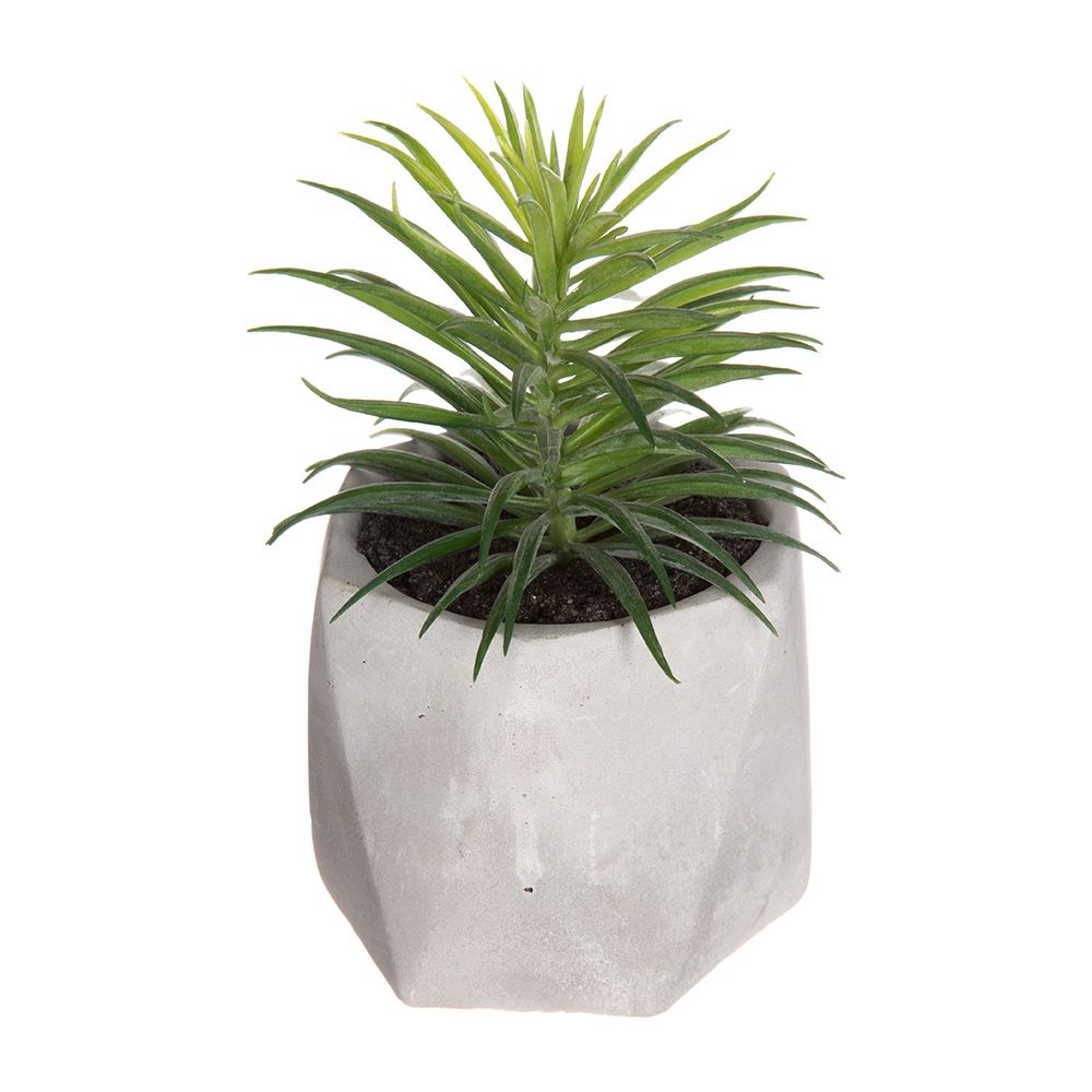 Maceta mini de suculenta, 7 x 14 cm, modelos variados