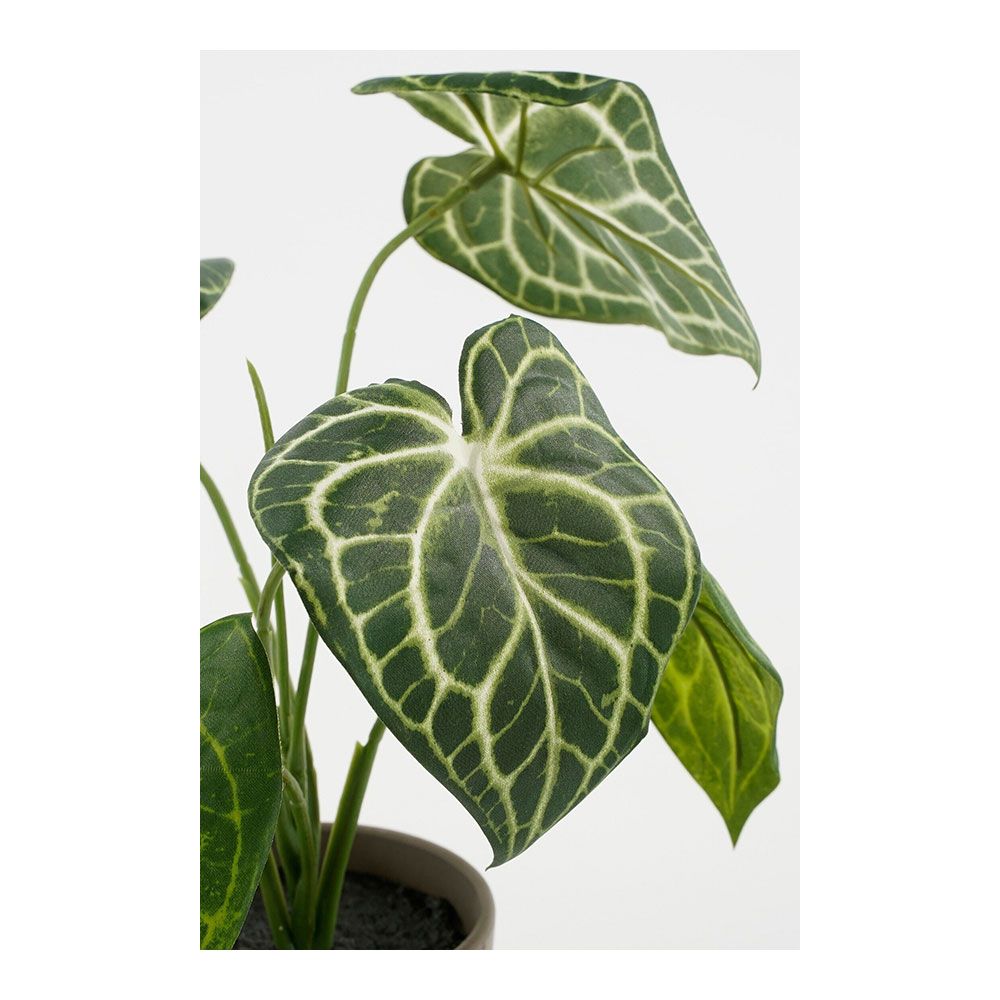 Maceta caladium oreja de elefante verde, ø21 x 28 cm