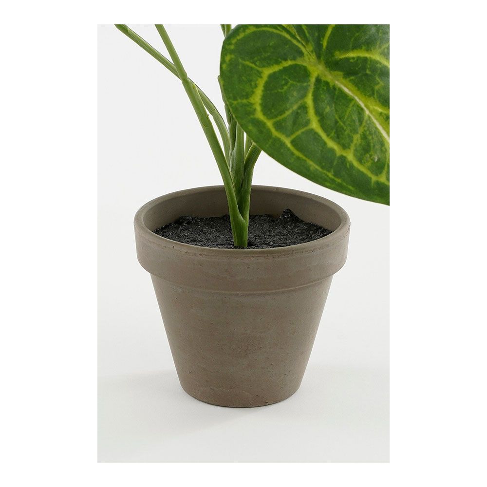 Maceta caladium oreja de elefante verde, ø21 x 28 cm