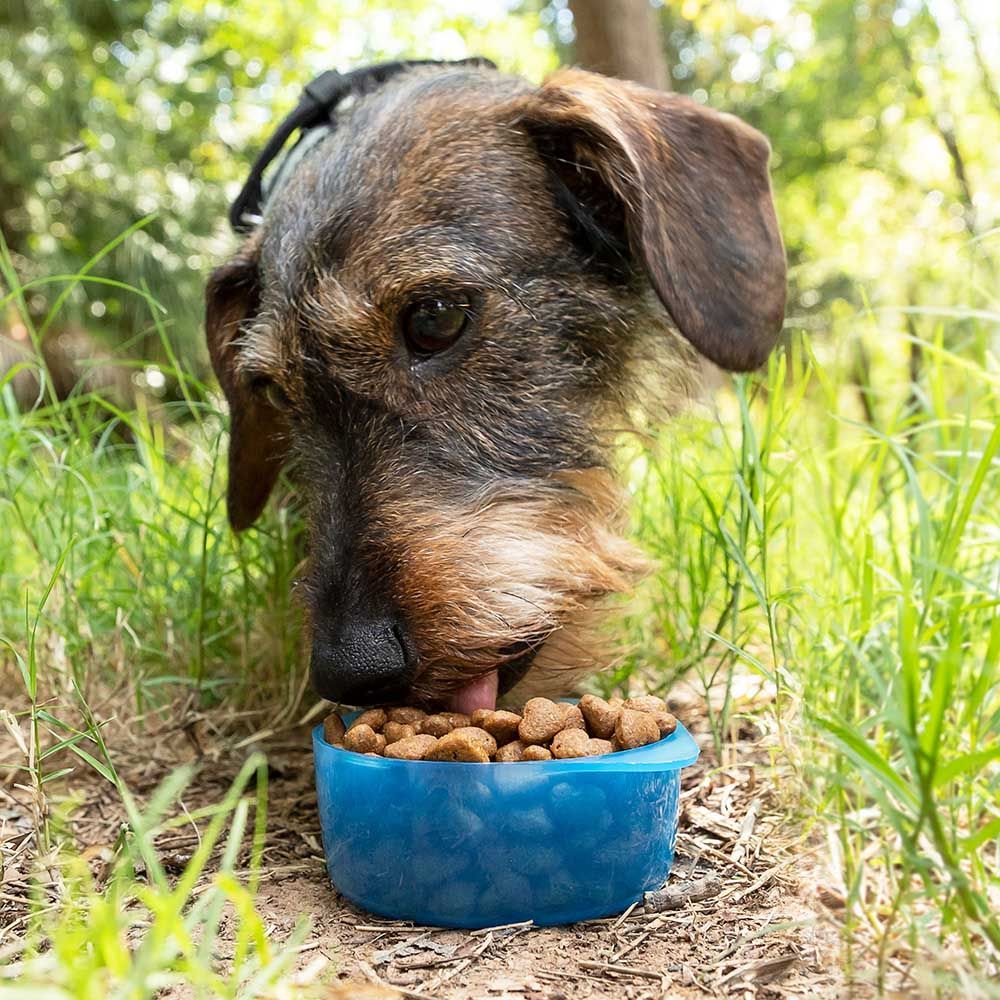 Botella con depósito de agua y comida para mascotas 2 en 1